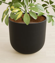 Load image into Gallery viewer, Stone Black stand:all
