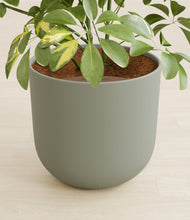 Load image into Gallery viewer, Sage Green stand:all
