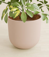 Load image into Gallery viewer, Sandy Pink stand:all
