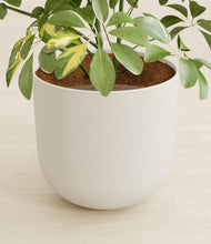 Load image into Gallery viewer, Natural Bamboo stand:all
