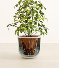 Load image into Gallery viewer, Natural Bamboo stand:all
