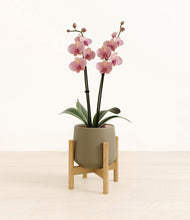 Load image into Gallery viewer, Olive stand:bamboo
