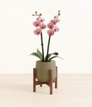 Load image into Gallery viewer, Olive stand:walnut
