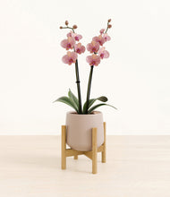 Load image into Gallery viewer, Eternal Gray stand:bamboo

