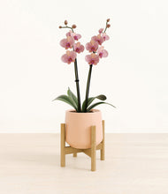 Load image into Gallery viewer, Calm Rose stand:bamboo
