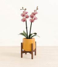 Load image into Gallery viewer, Mustard stand:walnut
