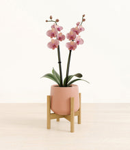 Load image into Gallery viewer, Calm Rose stand:bamboo
