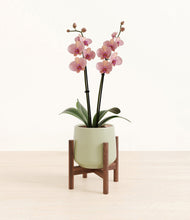 Load image into Gallery viewer, Turquoise stand:walnut

