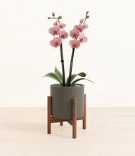 Load image into Gallery viewer, Dark Olive stand:walnut
