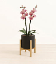 Load image into Gallery viewer, Black stand:bamboo
