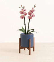 Load image into Gallery viewer, Deep Navy stand:walnut
