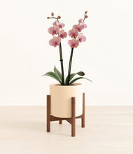 Load image into Gallery viewer, Cream stand:walnut
