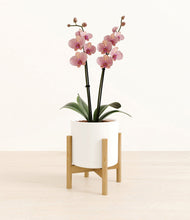 Load image into Gallery viewer, White stand:bamboo
