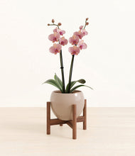 Load image into Gallery viewer, Desert Brown stand:walnut
