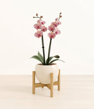 Load image into Gallery viewer, Shiny EggWhite stand:bamboo
