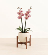 Load image into Gallery viewer, Shiny EggWhite stand:walnut

