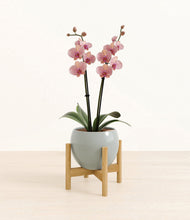 Load image into Gallery viewer, Deep Ocean stand:bamboo
