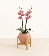 Load image into Gallery viewer, Calm Rose stand:bamboo
