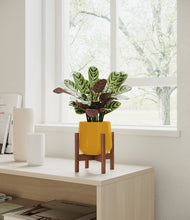 Load image into Gallery viewer, Mustard stand:walnut
