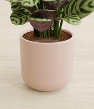 Load image into Gallery viewer, Sandy Pink stand:all
