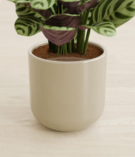 Load image into Gallery viewer, Sage Green stand:all
