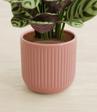 Load image into Gallery viewer, Striped Rose Pink stand:all
