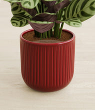 Load image into Gallery viewer, Striped Cherry Red stand:all
