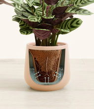 Load image into Gallery viewer, Gentle Pink stand:all
