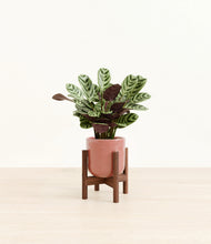 Load image into Gallery viewer, Hammered Rose Pink stand:walnut
