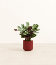 Load image into Gallery viewer, Striped Cherry Red*****Profile
