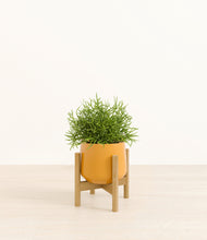 Load image into Gallery viewer, Mustard stand:bamboo
