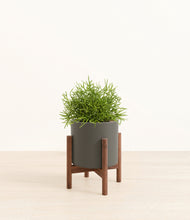 Load image into Gallery viewer, Dark Olive stand:walnut
