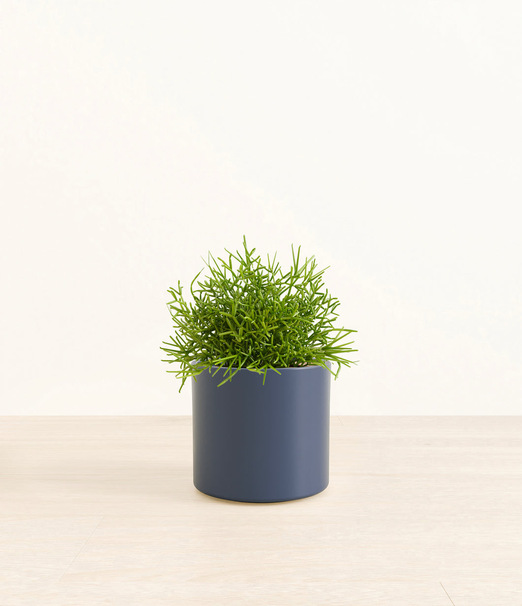 Deep Navy*****Profile