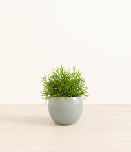 Load image into Gallery viewer, Deep Ocean*****Profile
