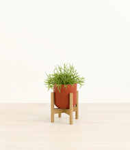 Load image into Gallery viewer, Earth Red stand:bamboo
