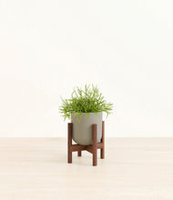 Load image into Gallery viewer, Sage Green stand:walnut
