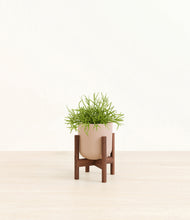 Load image into Gallery viewer, Sandy Pink stand:walnut
