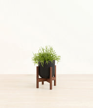 Load image into Gallery viewer, Stone Black stand:walnut
