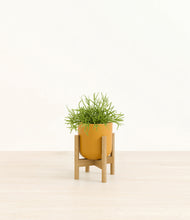 Load image into Gallery viewer, Sunset Orange stand:bamboo
