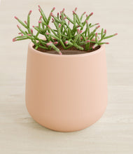 Load image into Gallery viewer, Gentle Pink stand:all
