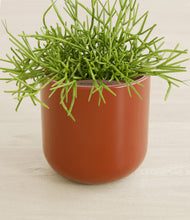 Load image into Gallery viewer, Glossy Red stand:all
