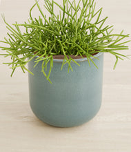 Load image into Gallery viewer, Reactive Aqua stand:all
