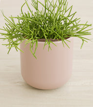 Load image into Gallery viewer, Sandy Pink stand:all
