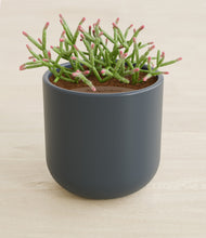 Load image into Gallery viewer, Iron Gray stand:all
