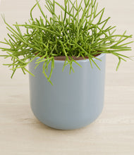 Load image into Gallery viewer, Misty Blue stand:all
