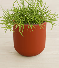 Load image into Gallery viewer, Earth Red stand:all
