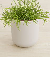 Load image into Gallery viewer, Natural Bamboo stand:all
