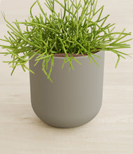 Load image into Gallery viewer, Sage Green stand:all
