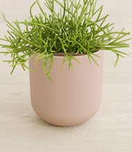 Load image into Gallery viewer, Sandy Pink stand:all
