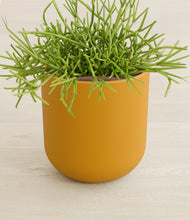 Load image into Gallery viewer, Sunset Orange stand:all
